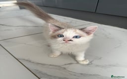 Ragdoll cats for sale: Ragdoll kittens  - Image 5