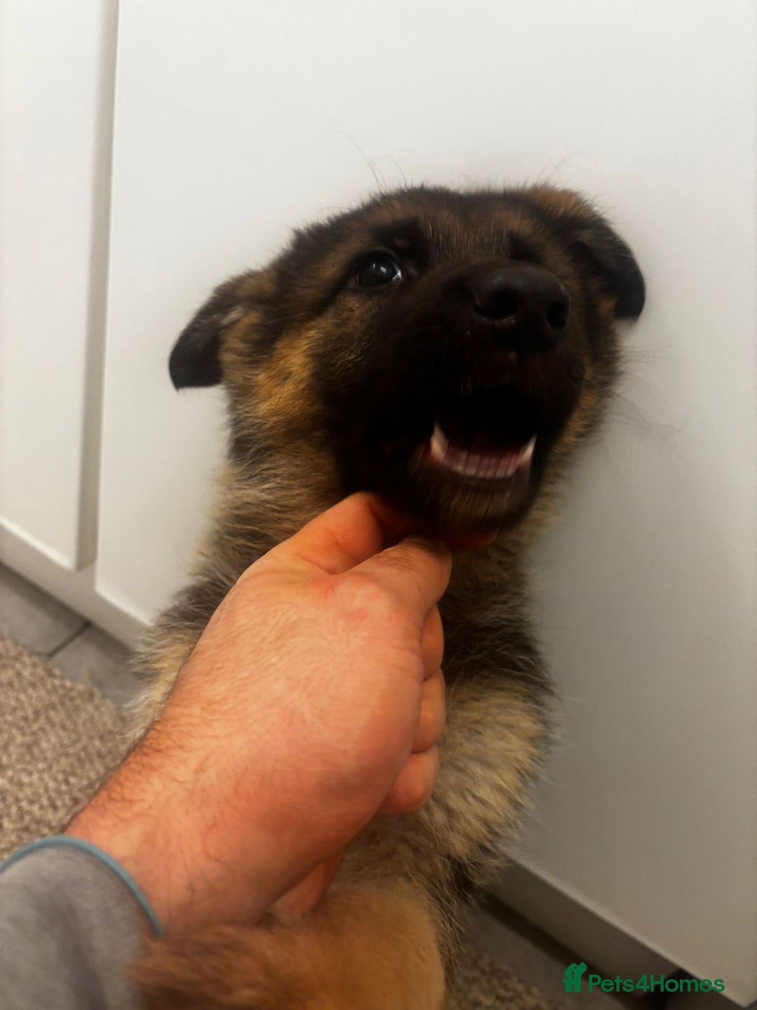 German Shepherd dogs for sale: Bloodline German shepherd puppy’s  - Advert 8