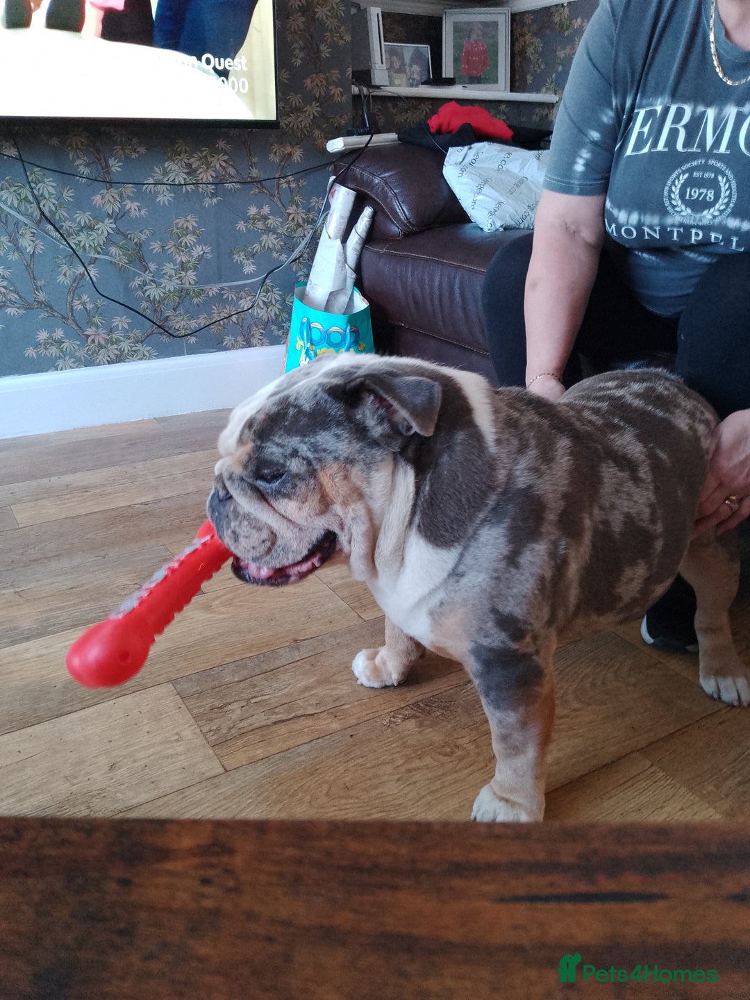 Olde English Bulldogge dogs for stud: bulldog for stud - Image 6