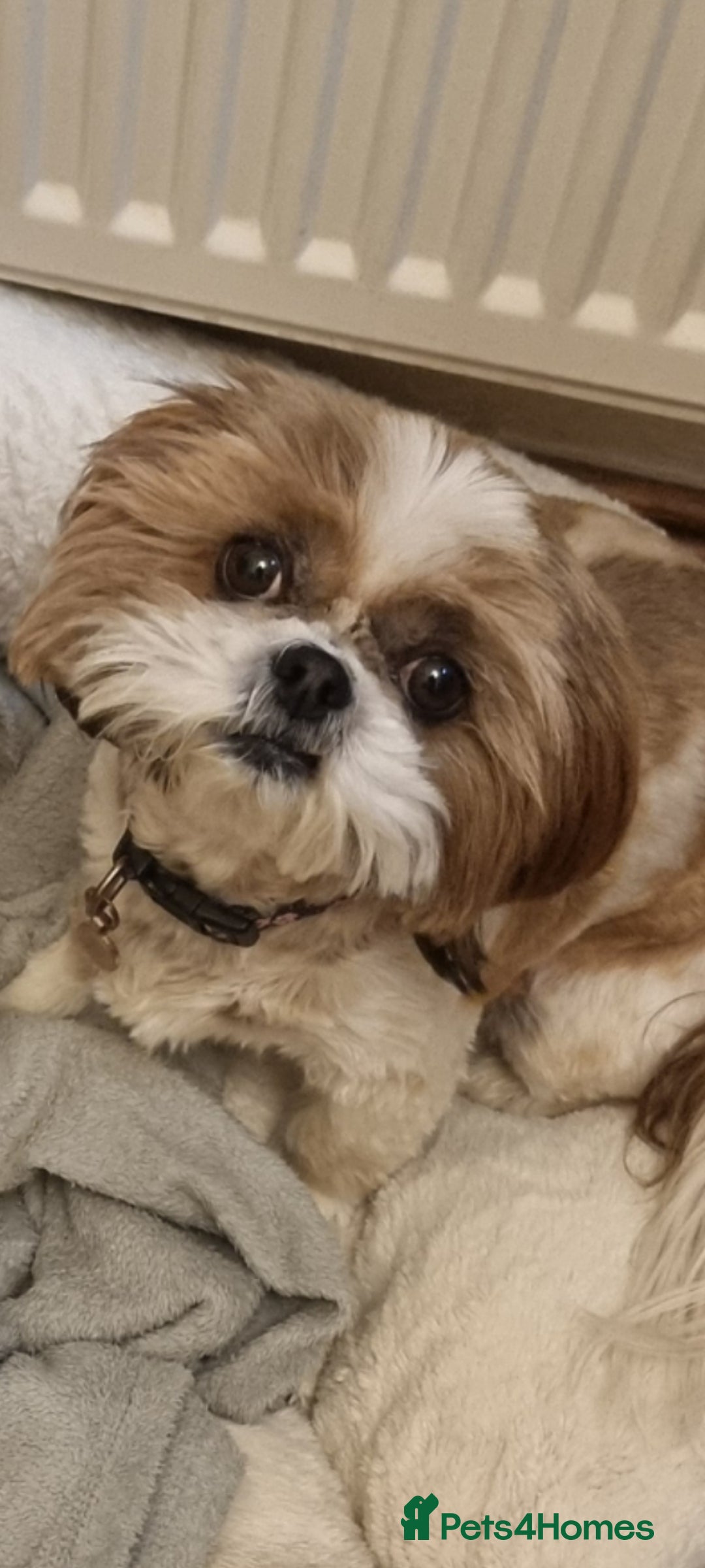 Shih Tzu dogs Shit tzu - Advert 1