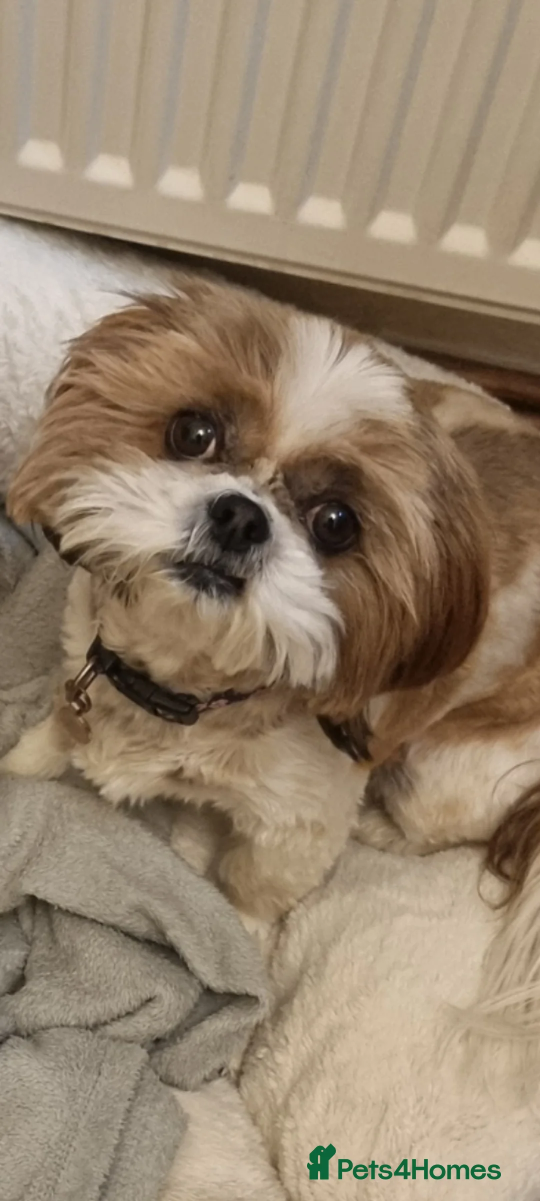 Shih Tzu dogs for sale: Shit tzu - Advert 1