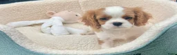 Cavalier King Charles Spaniel dogs for sale: Kc Reg, fully health tested CKCS licensed breeder - Advert 4