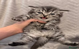 Mixed Breed cats for sale: Kittens - Image 4