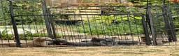 Whippet dogs for sale: Two Beautiful Whippet girls remaining  - Advert 20