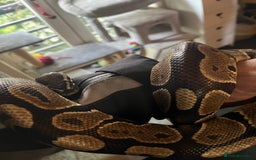 Python Snake reptiles for sale: Bull python  - Image 4