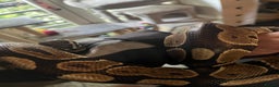 Python Snake reptiles for sale: Bull python  - Advert 4
