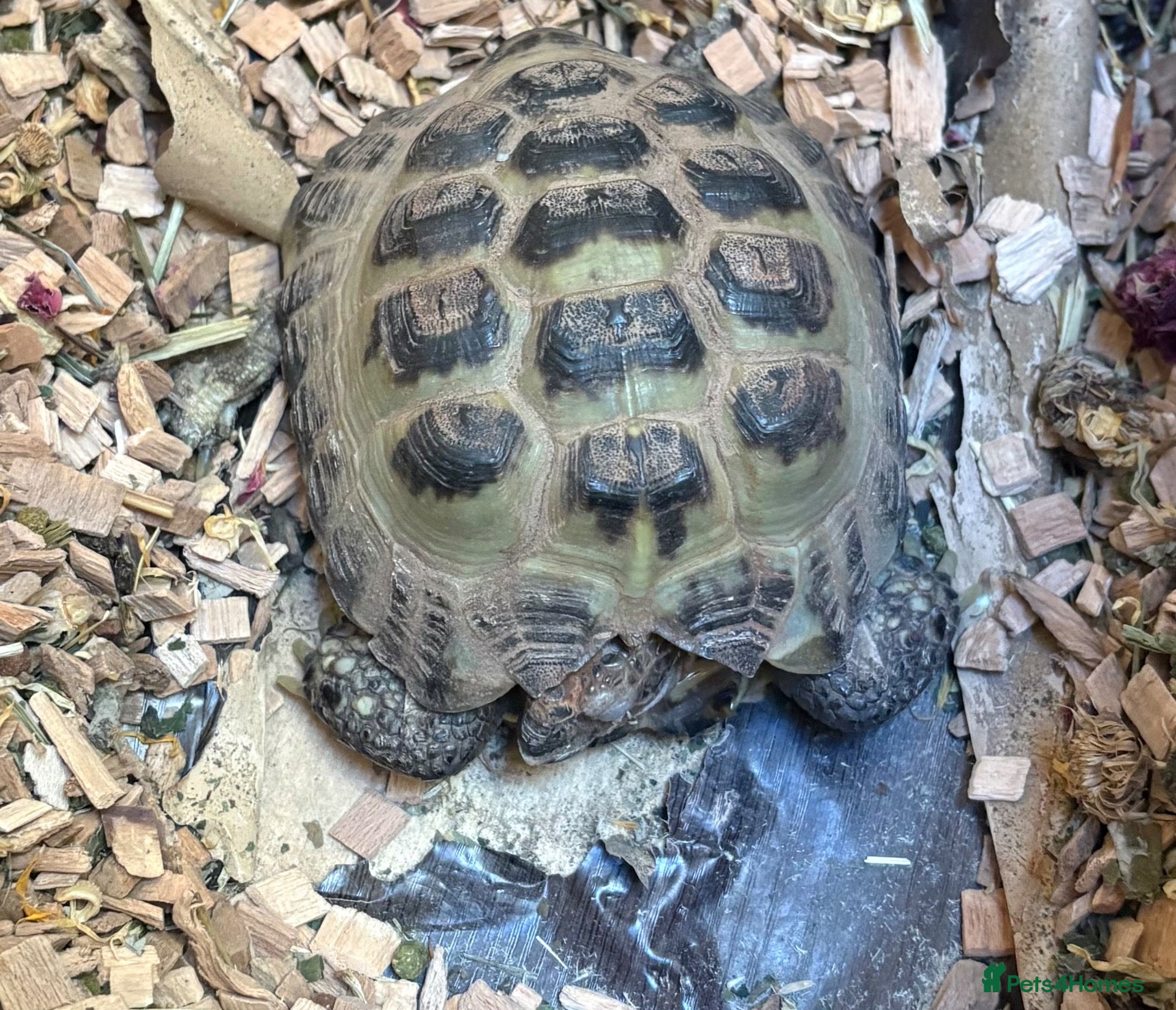 Tortoise reptiles Russian tortoise  - Advert 1