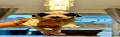 Cockapoo 1