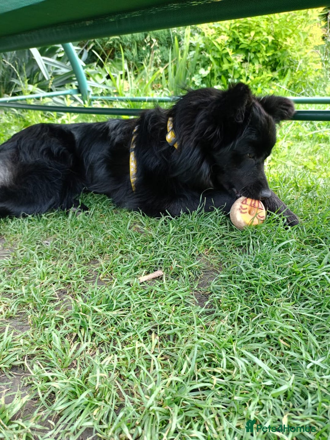 Mixed Breed dogs for adoption: 💖🐶 LILU JET 🐶💖 - Image 7