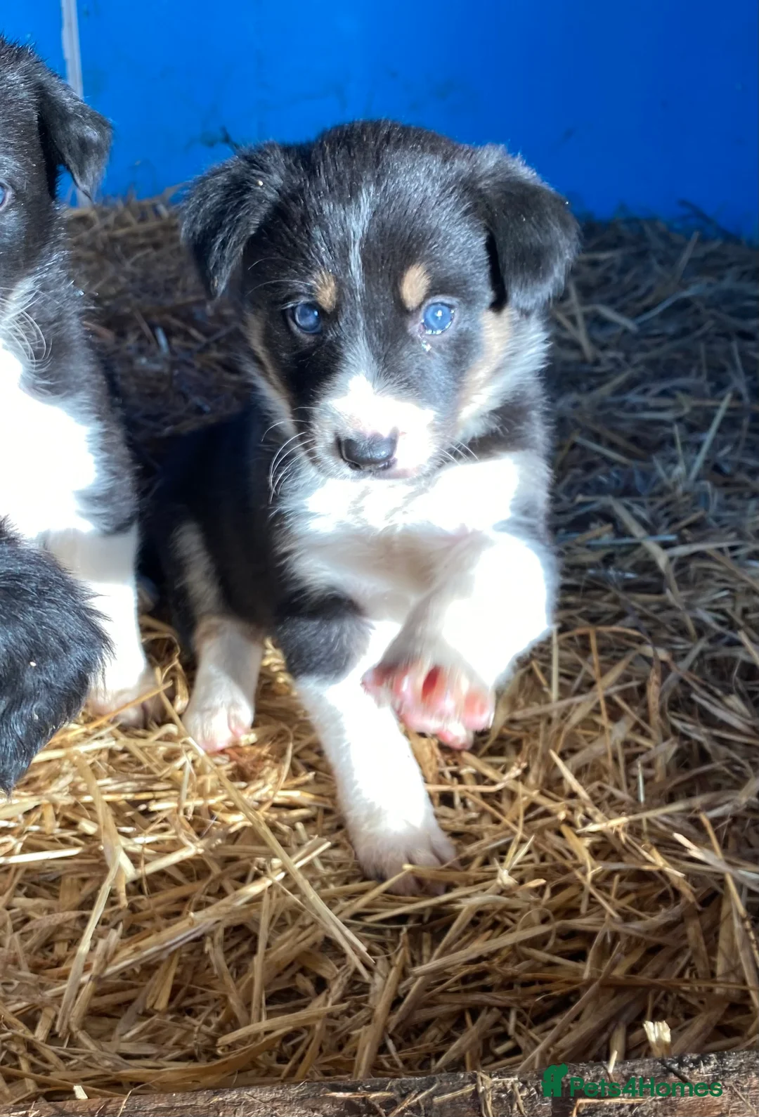 Border Collie dogs for stud: ISDS & KC, well proven, health tested clear stud in Darlington - Advert 16