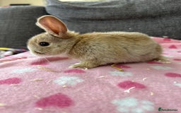Mini Lop rabbits for sale: Mini lop male bunny - Image 1