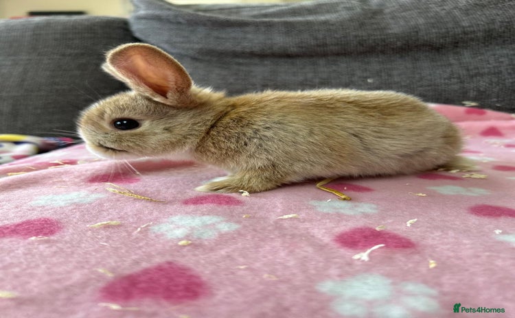 Mini Lop rabbits - Advert 1