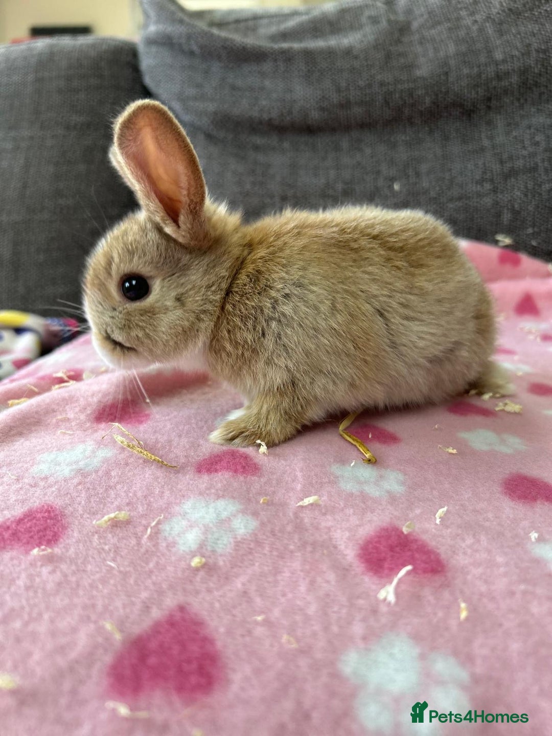 Mini Lop rabbits for sale: Mini lop male bunny - Image 1