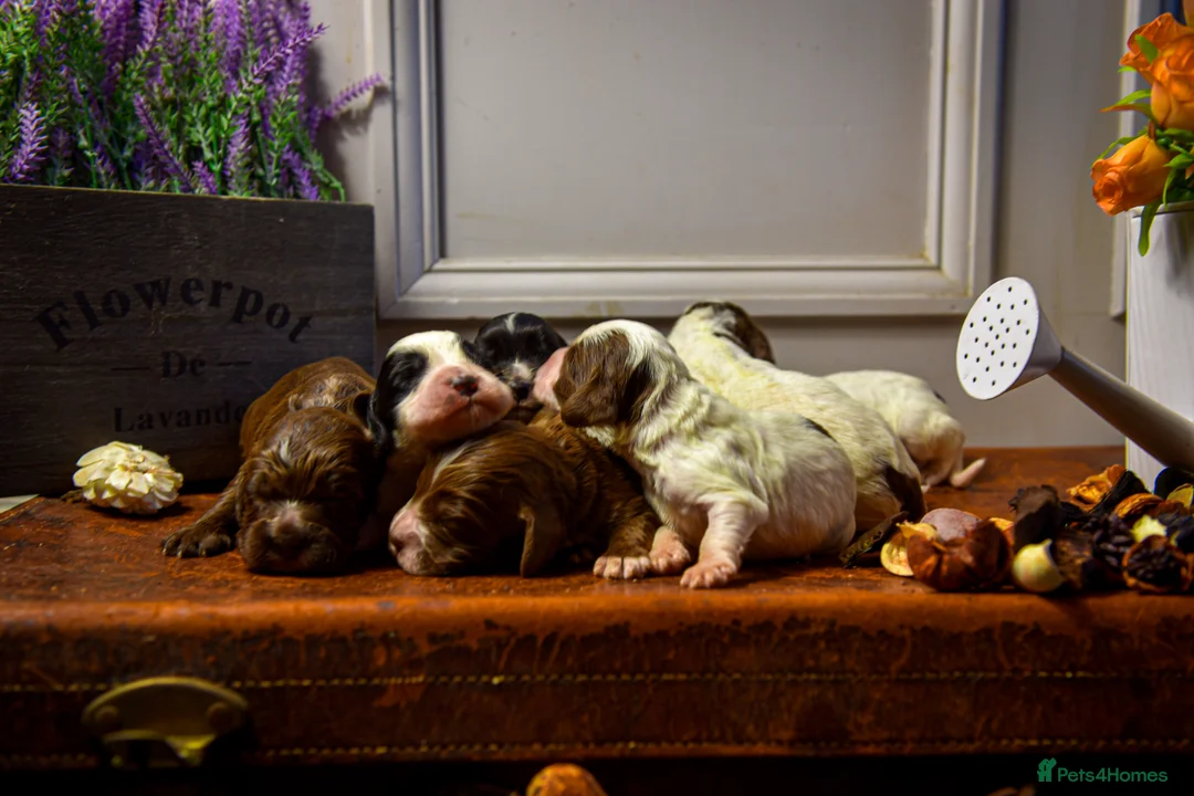 Cocker Spaniel dogs for sale: Beautiful Soft Natured Cocker Spaniels KC Reg - Advert 10