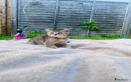 British Shorthair cats for sale: British Shorthair kitten  ONLY ONE BOY AVAILABLE  - Image 1