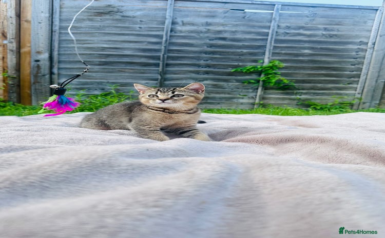 British Shorthair cats - Advert 5