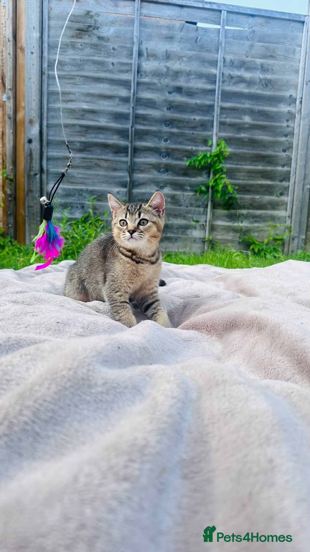 British Shorthair cats for sale: British Shorthair kitten  ONLY ONE BOY AVAILABLE  - Image 1