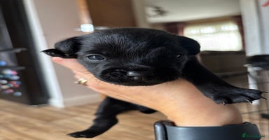 Patterdale Terrier dogs - Advert 9