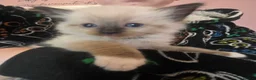 Ragdoll cats for sale: Just 2 left: Purebred female Ragdoll kittens - Advert 24
