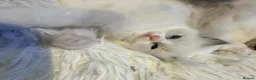 Ragdoll cats for sale: GCCF Ragdoll Kittens Championlines  - Advert 12
