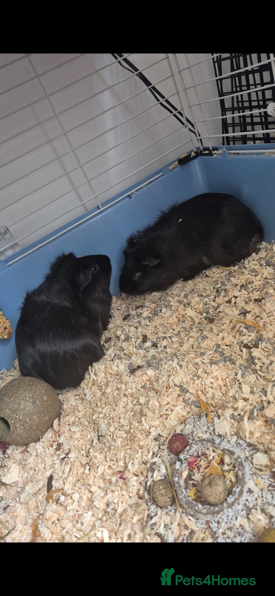 Guinea Pig rodents Pair of Male Guniea Pigs  - Advert 1