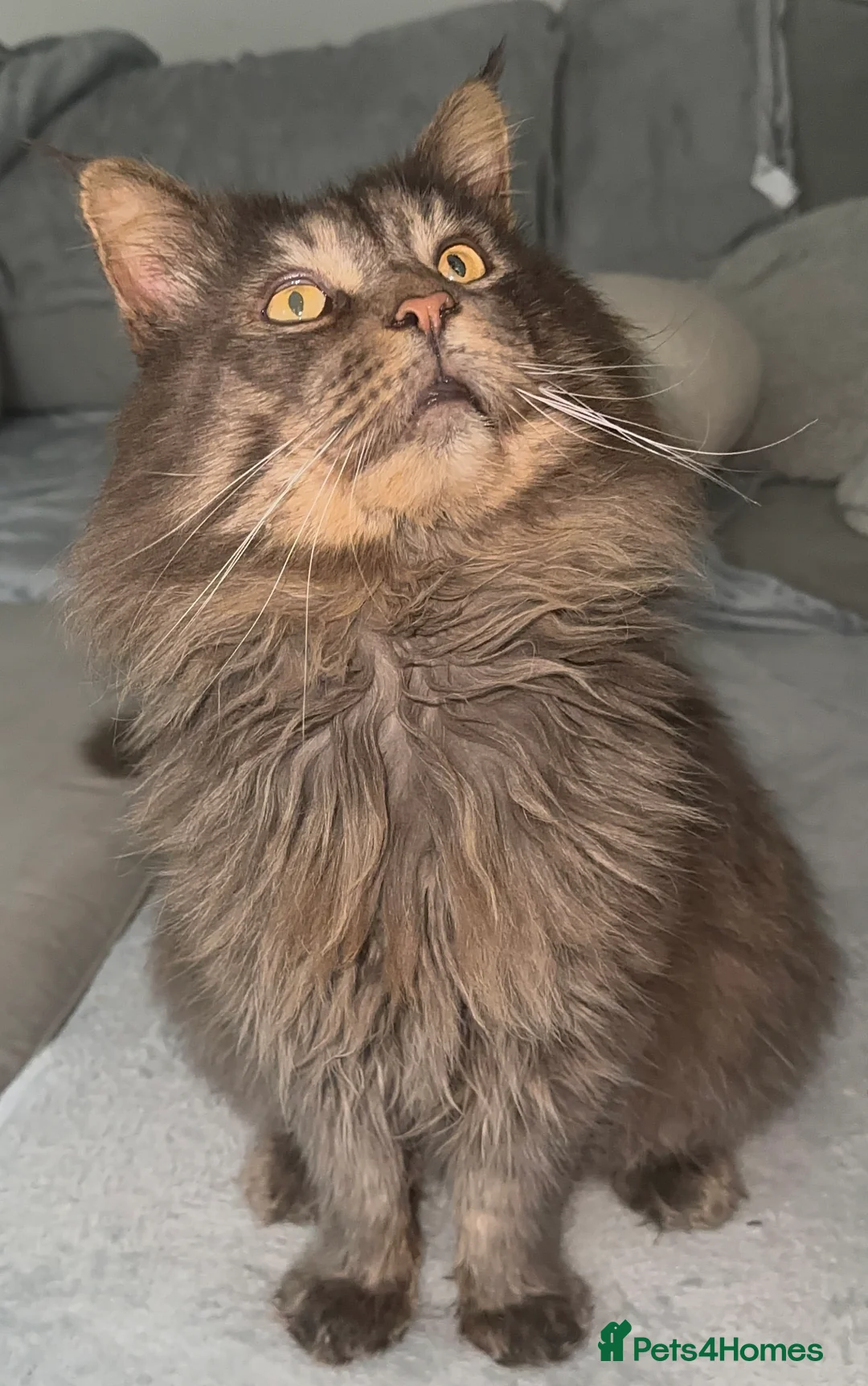 Maine Coon cats for sale: Huge TICA ACTIVE CHAMPIONSHIP BREEDING MALE - Advert 16