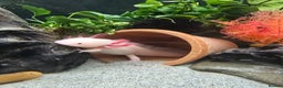 Axolotl reptiles for sale: Two axolotls - Advert 2