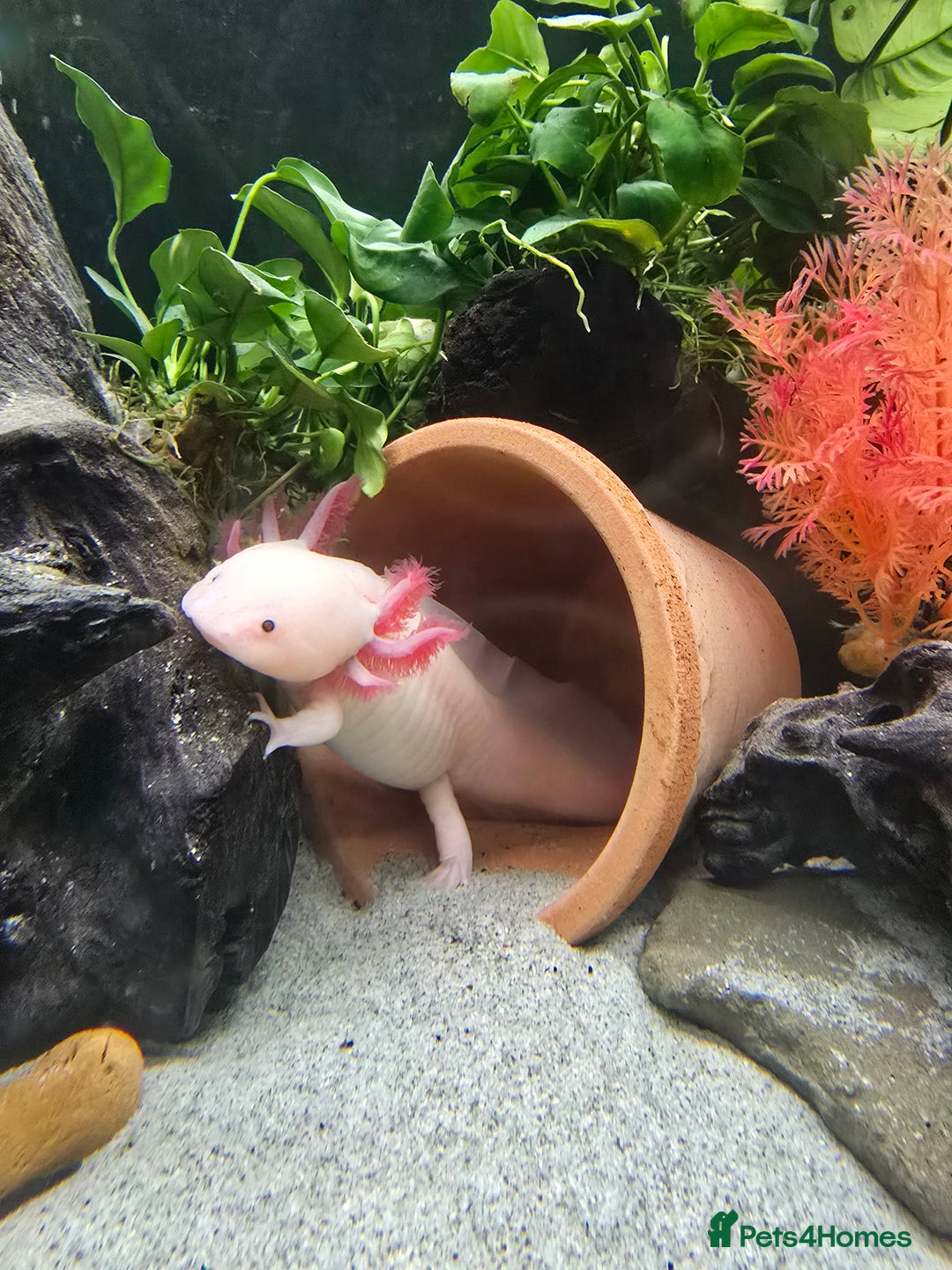 Axolotl reptiles for sale: Two axolotls - Advert 2