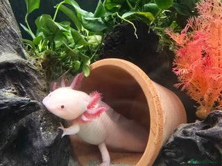 Axolotl reptiles Two axolotls - Advert 3