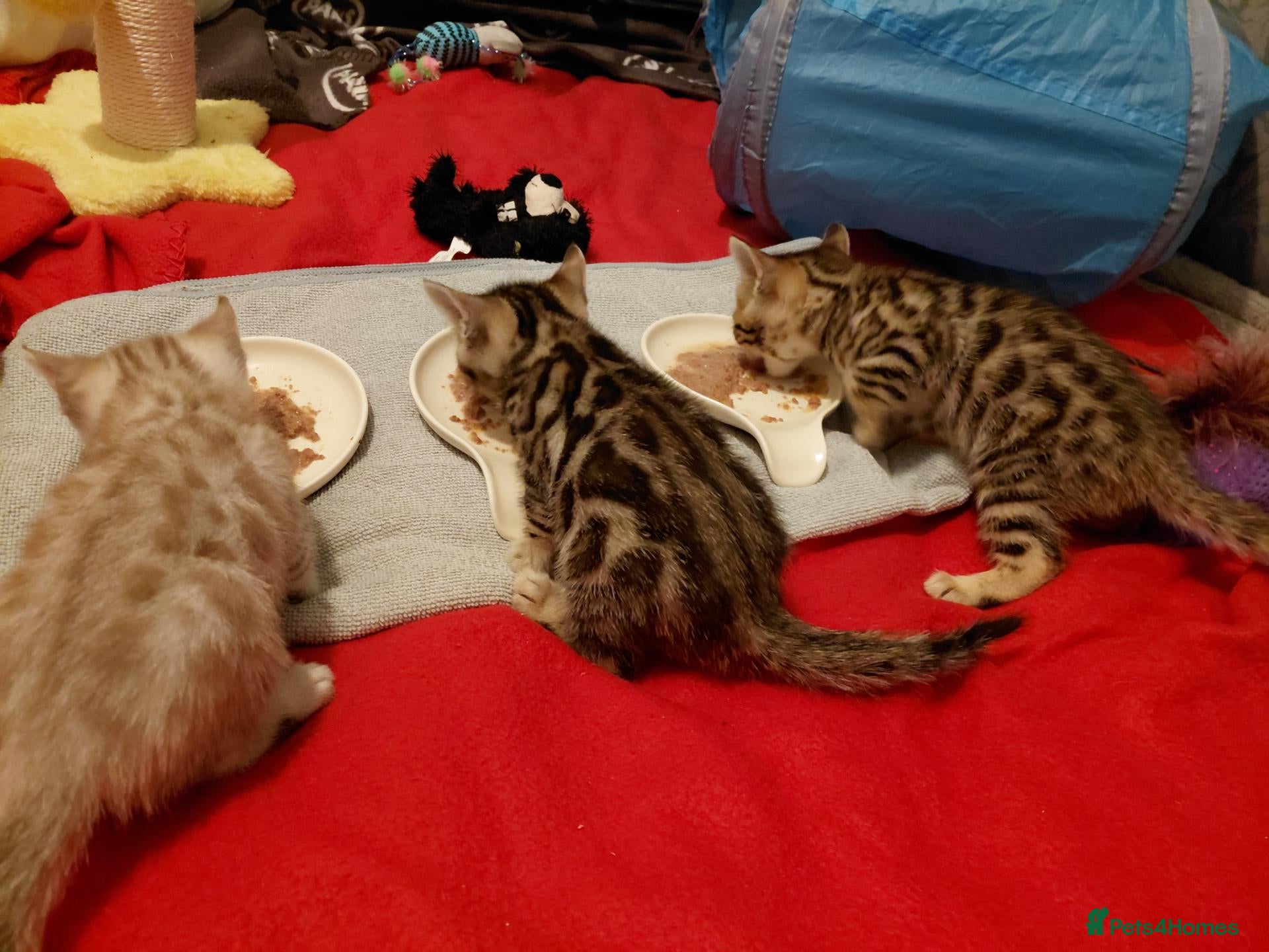 Bengal cats Pure Bengal kittens for sale - Advert 2