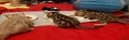 Bengal cats for sale: Pure Bengal kittens for sale - Advert 1