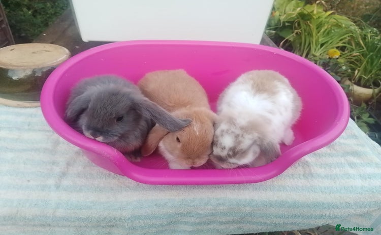 Mini Lop rabbits - Advert 16