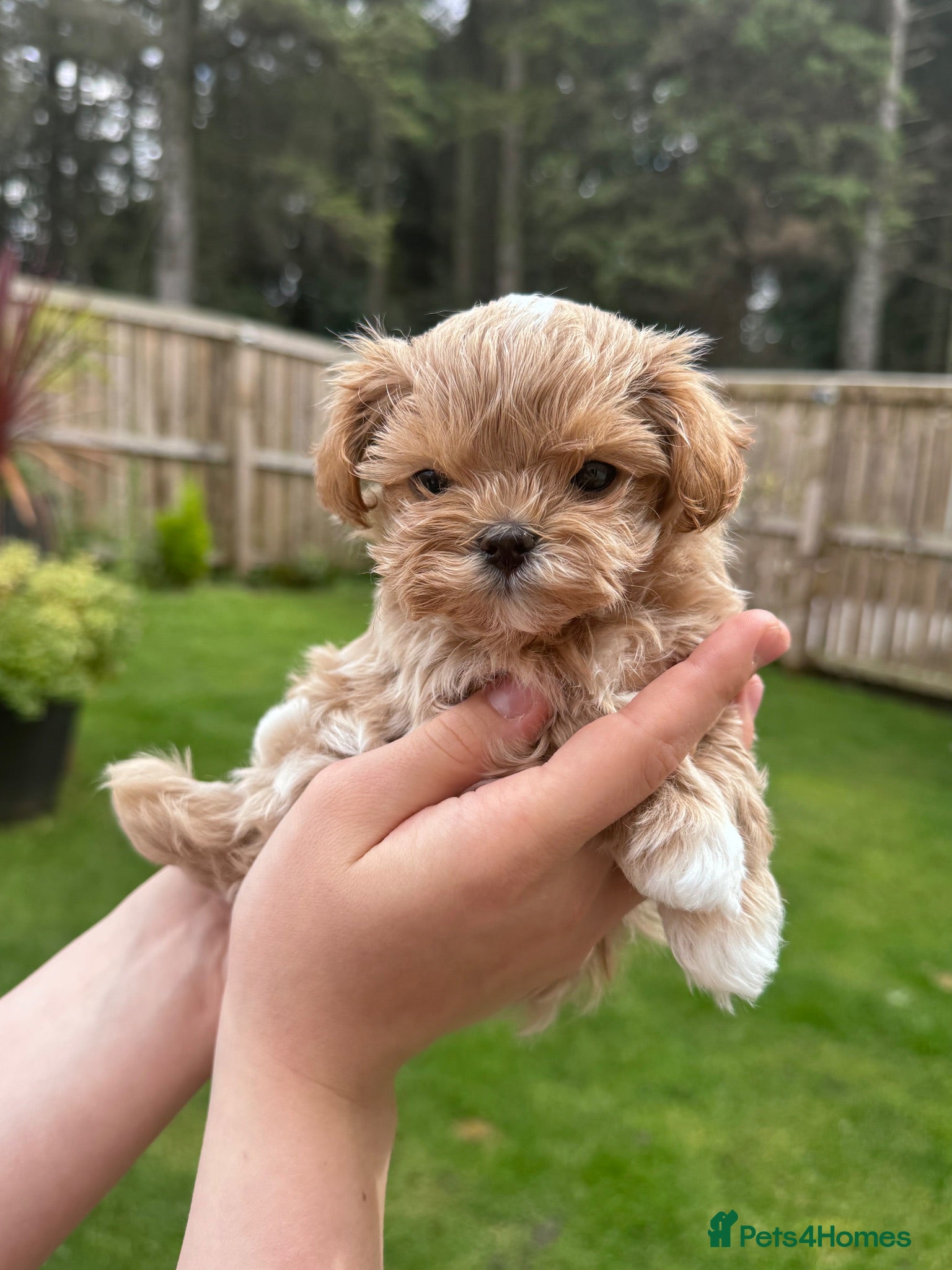 Maltipoo dogs 🧸Maltipoo DNA tested Korean & Asian lines - Advert 1