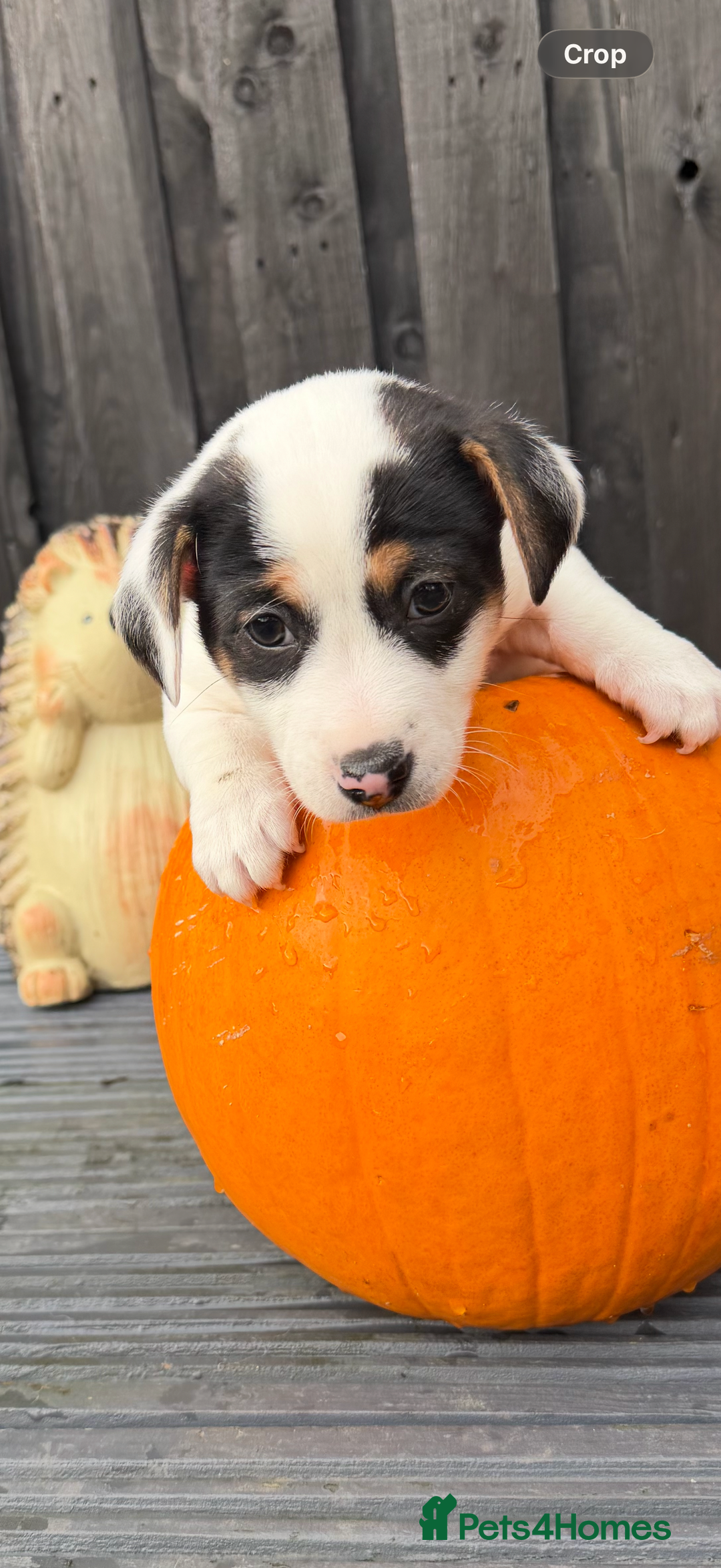 Jack Russell dogs for sale: Male Jack Russell  - Advert 9