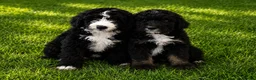Bernedoodle dogs for sale: AMAZING BERNEDOODLE PUPPIES - Advert 1