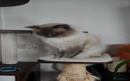 Ragdoll cats for stud: Rag doll stud  - Image 4