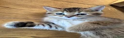 British Shorthair cats for sale: British shorthair kittens  - Advert 5