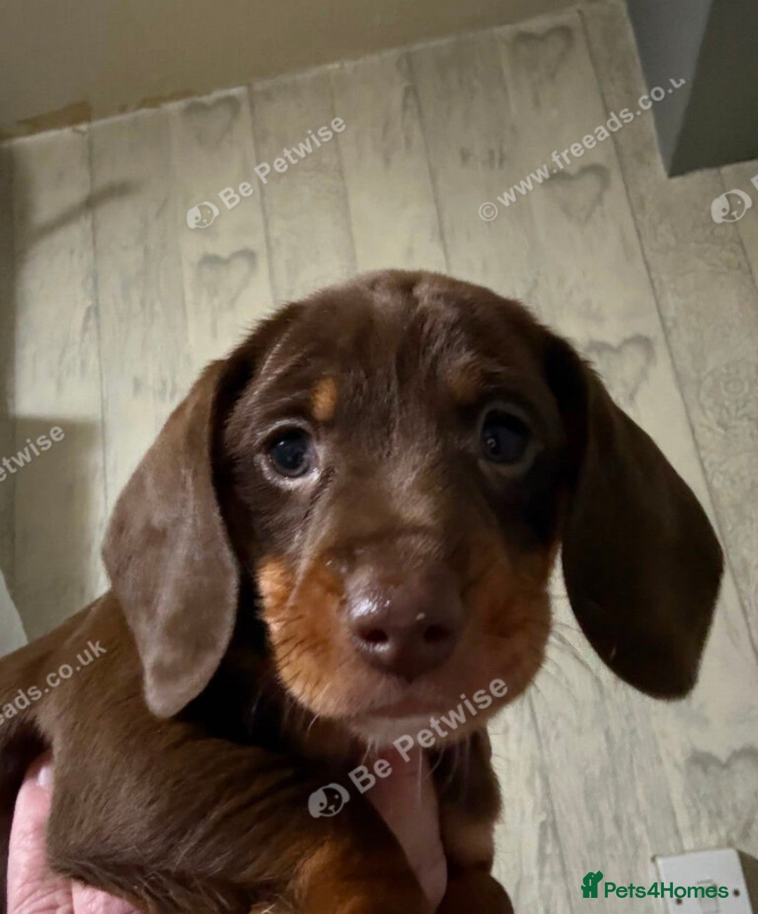 Doxiepoo dogs Gorgeous puppy for sale in Lincoln - Advert 1
