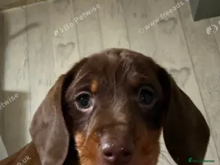 Doxiepoo dogs Gorgeous puppy for sale in Lincoln - Advert 1