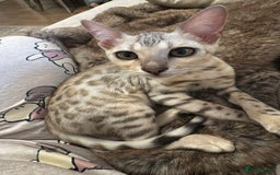 Bengal cats for sale: Female bengal 7 months  - Advert 5