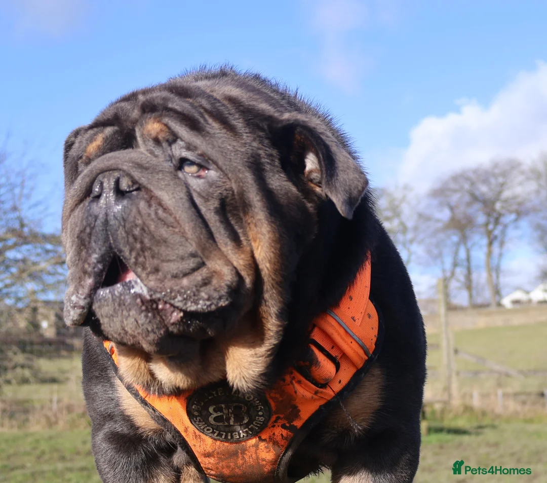 English Bulldog dogs for stud: PROVEN KC Blue & Tan Bulldog for Stud - Advert 1