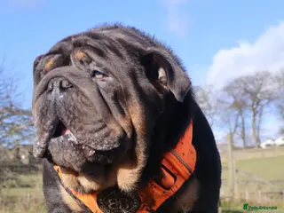 English Bulldog dogs PROVEN KC Blue & Tan Bulldog for Stud - Advert 18