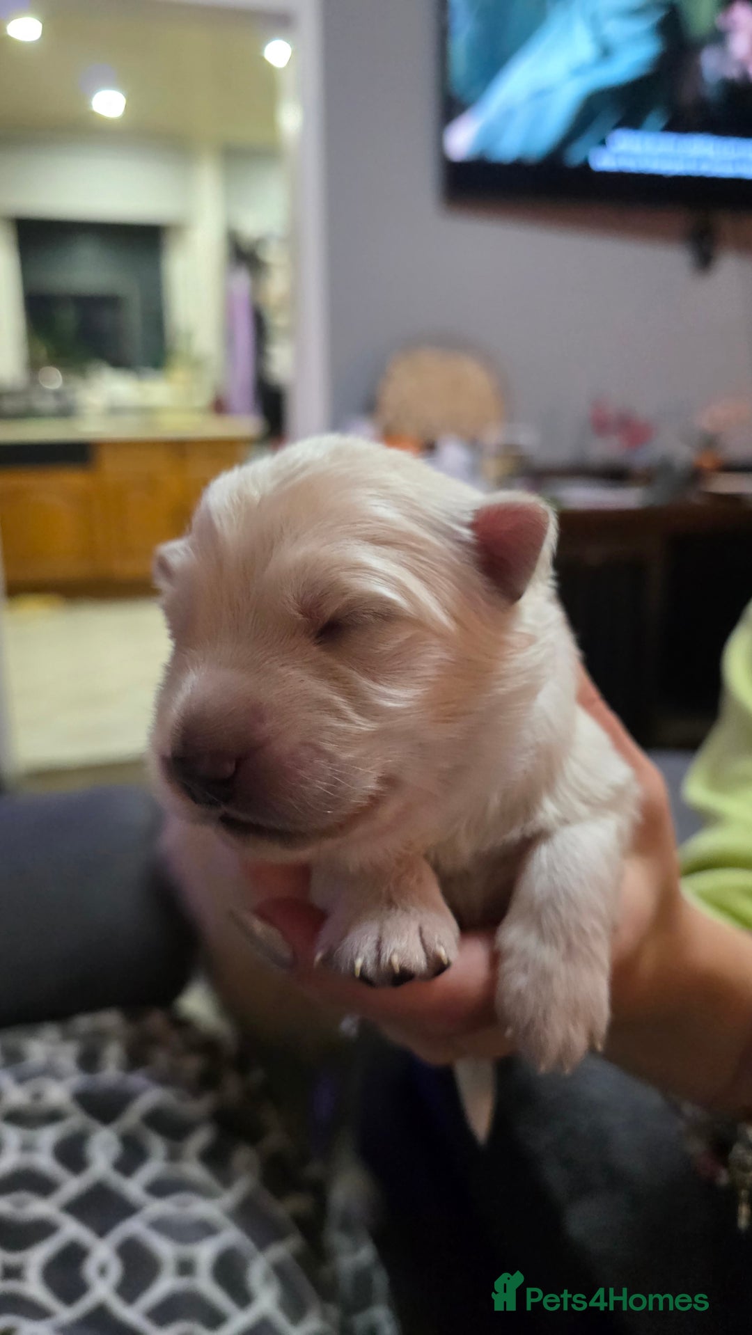 German Shepherd dogs for sale: Amazing german shepherd puppies for rehousing  - Advert 12