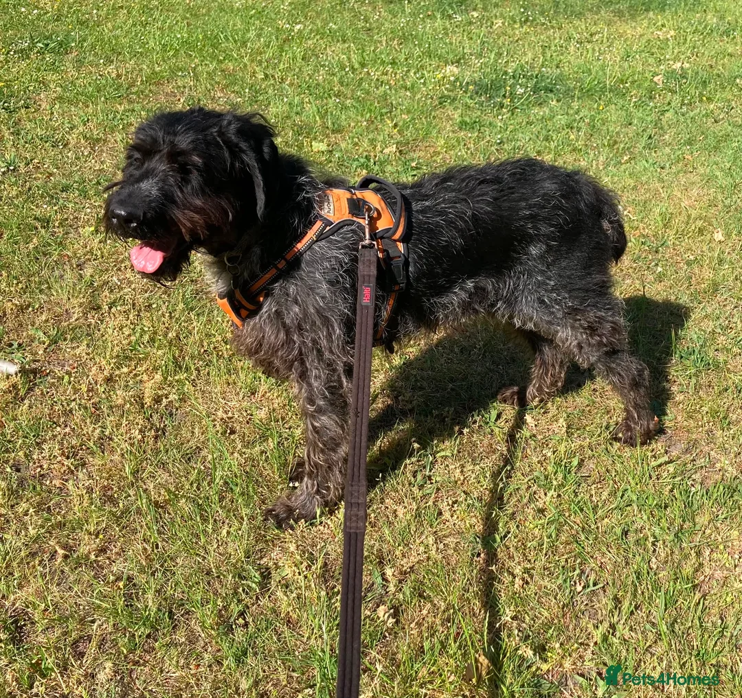 German Wirehaired Pointer dogs for adoption: German Wirehaired Pointer Orla in Camberley - Advert 2