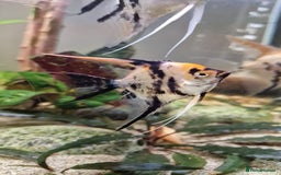 Angelfish fish for sale: Koi Angelfish - Image 21