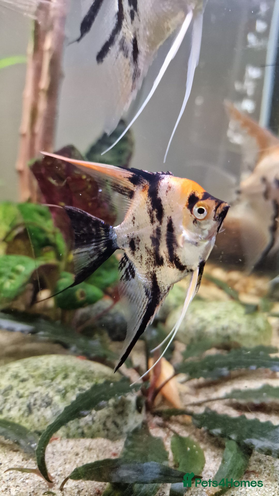 Angelfish fish for sale: Koi Angelfish - Image 21