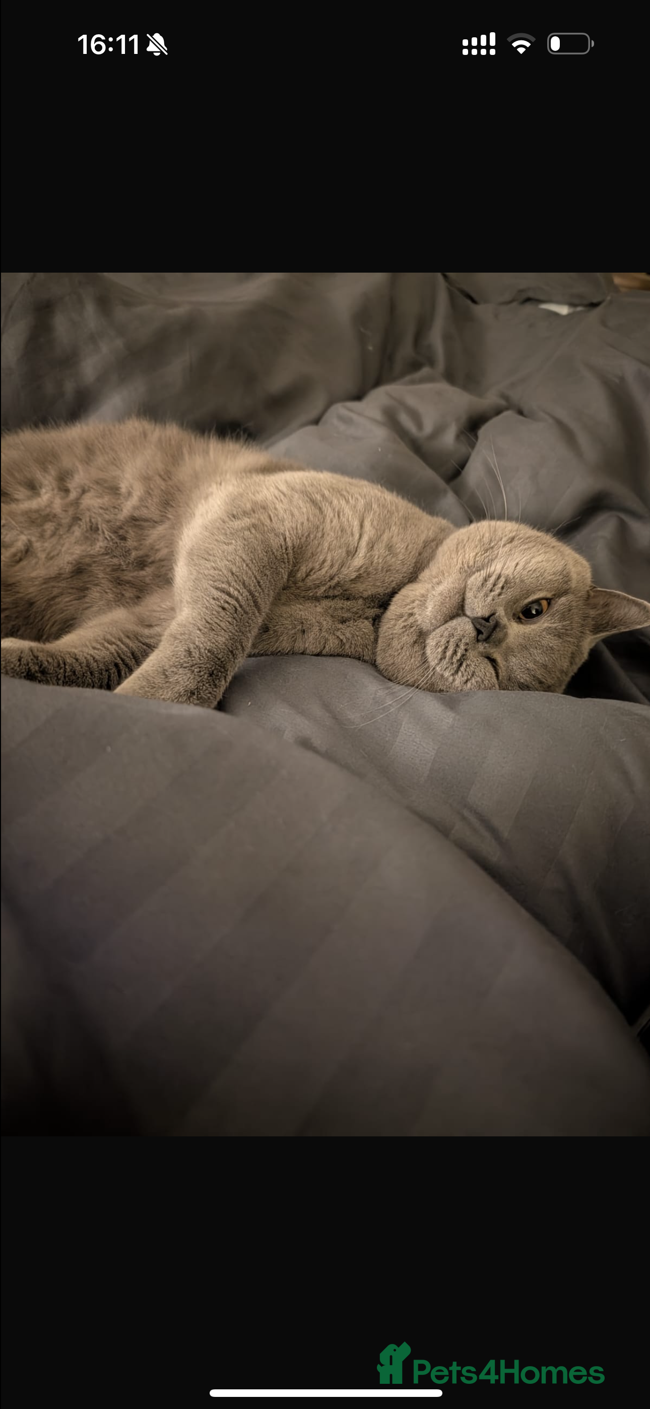 British Shorthair cats GCCF REG PURE BLUE PEDIGREE BSH ACTIVE BOY - Advert 1