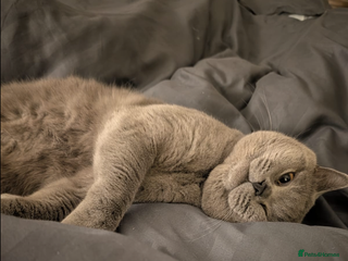 British Shorthair cats GCCF REG PURE BLUE PEDIGREE BSH ACTIVE BOY - Advert 1