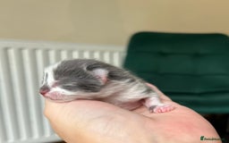 Ragdoll cats for sale: Ragdoll X kittens  - Image 6