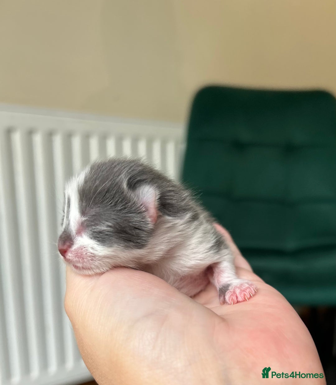 Ragdoll cats for sale: Ragdoll X kittens  - Image 6